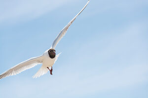 Germany, Mecklenburg-Western Pomerania, Usedom Island, Baltic Sea, Seagull in flight Germany, Mecklenburg-Western Pomerania, Usedom Island, Baltic Sea, Seagull in flight