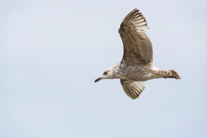 Germany, Mecklenburg-Western Pomerania, Usedom Island, Baltic Sea, Seagull in flight Germany, Mecklenburg-Western Pomerania, Usedom Island, Baltic Sea, Seagull in flight