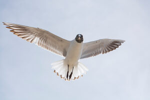 Germany, Mecklenburg-Western Pomerania, Usedom Island, Baltic Sea, Seagull in flight Germany, Mecklenburg-Western Pomerania, Usedom Island, Baltic Sea, Seagull in flight