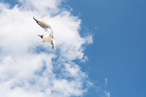 Germany, Mecklenburg-Western Pomerania, Usedom Island, Baltic Sea, Seagull in flight Germany, Mecklenburg-Western Pomerania, Usedom Island, Baltic Sea, Seagull in flight