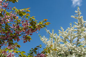 Germany, Mecklenburg-Western Pomerania, Usedom Island, blossoming trees Germany, Mecklenburg-Western Pomerania, Usedom Island, blossoming trees