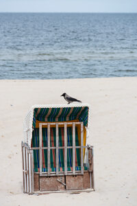 Germany, Mecklenburg-Western Pomerania, Usedom Island, Crow on a beach chair on the Baltic Sea beach Germany, Mecklenburg-Western Pomerania, Usedom Island, Crow on a beach chair on the Baltic Sea beach