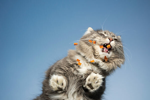 Red Angora Cat Wearing Doctor Coat On White Background Copy Space