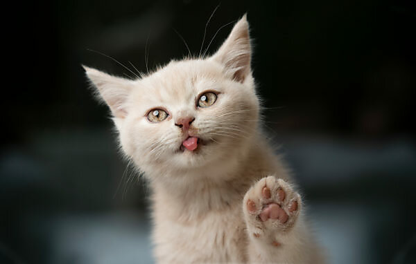 cute cream colored british shorthair kitten licking window glass pane making a funny face cute cream colored british shorthair kitten licking window glass pane making a funny face