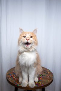funny portrait of a cream tabby beige maine coon cat sitting on small round wooden table with confetti on it in front of white curtain looking at camera with open mouth funny portrait of a cream tabby beige maine coon cat sitting on small round wooden table with confetti on it in front of white curtain looking at camera with open mouth