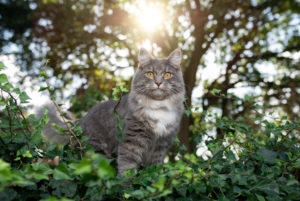 Young blue tabby white maine coon cat standing on wall covered with ivy in front of trees in a forest looking at camera with sun in the background Young blue tabby white maine coon cat standing on wall covered with ivy in front of trees in a forest looking at camera with sun in the background