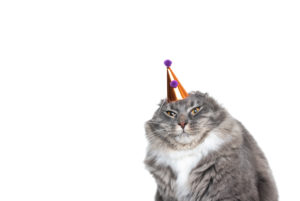 funny studio portrait of an annoyed young blue tabby maine coon cat displeased about wearing a birthday hat looking at camera in front of white background with copy space funny studio portrait of an annoyed young blue tabby maine coon cat displeased about wearing a birthday hat looking at camera in front of white background with copy space