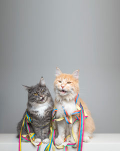funny portrait of two maine coon cats sitting next to each other surrounded by colorful paper streamer looking at camera with open mouth in front of neutral background with copy space funny portrait of two maine coon cats sitting next to each other surrounded by colorful paper streamer looking at camera with open mouth in front of neutral background with copy space