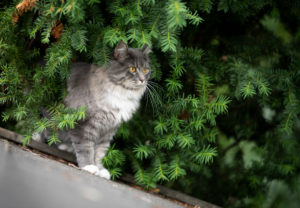 blue tabby maine coon cat standing on roof top of a shed in the garden observing birds hiding behind conifer blue tabby maine coon cat standing on roof top of a shed in the garden observing birds hiding behind conifer