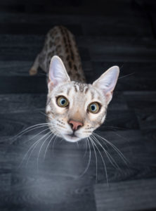 high angle view portrait of a curious black silver tabby rosetted bengal cat looking up at camera high angle view portrait of a curious black silver tabby rosetted bengal cat looking up at camera
