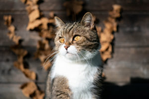 portrait of a tabby white british shorthair cat in front of wooden shed looking to the side in sunlight portrait of a tabby white british shorthair cat in front of wooden shed looking to the side in sunlight