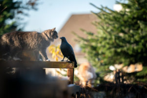 cat semlling on fake plastic bird dummy outdoors in the garden cat semlling on fake plastic bird dummy outdoors in the garden