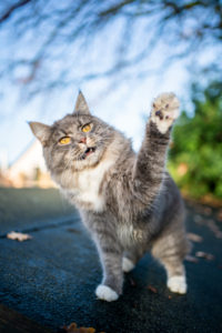 playful blue tabby maine coon cat standing on roof of a shed outdoors raising paw playful blue tabby maine coon cat standing on roof of a shed outdoors raising paw