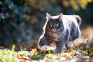 blue tabby maine coon cat outdoors on the prowl walking on autumn leaves in the sunlight blue tabby maine coon cat outdoors on the prowl walking on autumn leaves in the sunlight