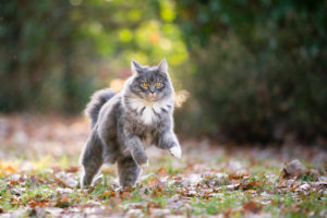 blue tabby maine coon cat outdoors running on grass with autumn leaves looking at camera curiously blue tabby maine coon cat outdoors running on grass with autumn leaves looking at camera curiously