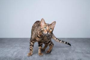 portrait of a playful young bengal cat looking at camera curiously on concrete ground in front of white wall portrait of a playful young bengal cat looking at camera curiously on concrete ground in front of white wall