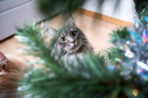 high angle view of a blue tabby white maine coon cat looking up at christmas tree curiously high angle view of a blue tabby white maine coon cat looking up at christmas tree curiously