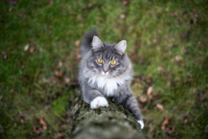 curious blue tabby white maine coon cat climbing up a birch tree outdoors in nature looking at camera curious blue tabby white maine coon cat climbing up a birch tree outdoors in nature looking at camera