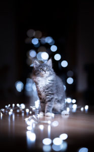 christmas portrait of a cute blue tabby white maine coon kitten sitting on the floor next to light string bokeh decoration looking up curiously christmas portrait of a cute blue tabby white maine coon kitten sitting on the floor next to light string bokeh decoration looking up curiously