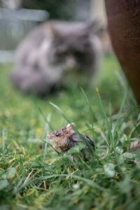 cat outdoors hunting a mouse. the mouse is hiding in wet grass on rainy day. cat outdoors hunting a mouse. the mouse is hiding in wet grass on rainy day.