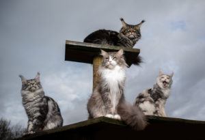 a group of 4 maine coon cats resting on natural diy scratching post outdoors observing the area a group of 4 maine coon cats resting on natural diy scratching post outdoors observing the area