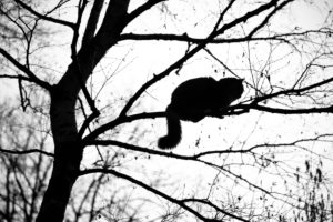 silhouette of a maine coon cat climbing on high bare tree resting on branch observing the area on a winter day silhouette of a maine coon cat climbing on high bare tree resting on branch observing the area on a winter day