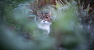 tabby white british shorthair cat in the bushes on the prowl tabby white british shorthair cat in the bushes on the prowl