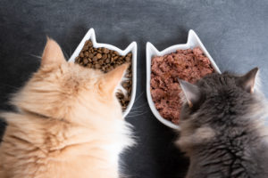 top view of two cats eating wet and dry pet food from ceramic feeding dish top view of two cats eating wet and dry pet food from ceramic feeding dish