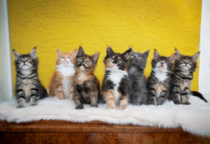group portrait of seven different colored maine coon kittens sitting on fake fur looking up curiously group portrait of seven different colored maine coon kittens sitting on fake fur looking up curiously