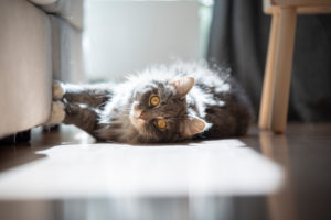 curious maine coon cat lying on side scratching sofa looking at camera in sunlight curious maine coon cat lying on side scratching sofa looking at camera in sunlight