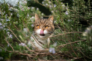tabby white british shorthair cat hiding in rosemary bush licking over nose looking to the side tabby white british shorthair cat hiding in rosemary bush licking over nose looking to the side
