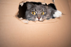 playful Blue tabby white maine coon cat inside of cardboard box looking out of hole playful Blue tabby white maine coon cat inside of cardboard box looking out of hole