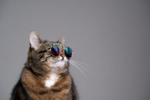 studio portrait of overweight tabby cat wearing sunglasses looking to the side on gray background with copy space studio portrait of overweight tabby cat wearing sunglasses looking to the side on gray background with copy space
