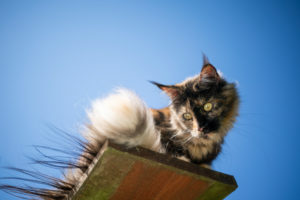 tortoiseshell maine coon cat sitting on elevated viewpoint outdoors in front of clear blue sky looking down tortoiseshell maine coon cat sitting on elevated viewpoint outdoors in front of clear blue sky looking down