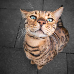 cute and funny bengal cat portrait cute and funny bengal cat portrait