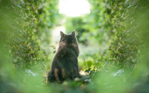 rear view of a curious maine coon cat observing the garden rear view of a curious maine coon cat observing the garden