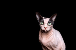 funny photo manipulation of two different cats mixed together. a black cat and a hairless sphynx cat funny photo manipulation of two different cats mixed together. a black cat and a hairless sphynx cat