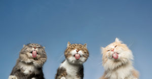 bottom view of three cats licking invisible window glass in front of clear blue sky in the background with copy space bottom view of three cats licking invisible window glass in front of clear blue sky in the background with copy space