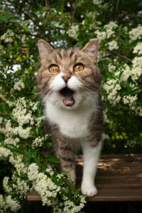 hungry tabby white cat with mouth open standing on wooden table in the garden waiting for treats hungry tabby white cat with mouth open standing on wooden table in the garden waiting for treats