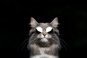 funny studio portrait of a blue tabby maine coon cat wearing sunglasses looking cool isolated on black background funny studio portrait of a blue tabby maine coon cat wearing sunglasses looking cool isolated on black background