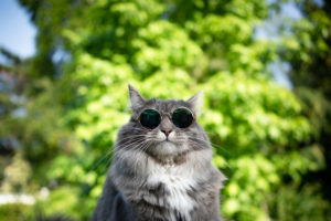 cute blue tabby white maine coon cat wearing glasses outdoors looking funny cute blue tabby white maine coon cat wearing glasses outdoors looking funny