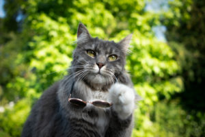 cool blue tabby white maine coon cat taking off suglasses looking surprised cool blue tabby white maine coon cat taking off suglasses looking surprised
