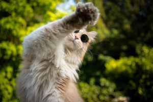 cute cream colored maine coon cat wearing sunglasses,raised paw, no photo please cute cream colored maine coon cat wearing sunglasses,raised paw, no photo please