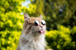 naughty maine coon cat wearing sunglasses sticking out tongue naughty maine coon cat wearing sunglasses sticking out tongue