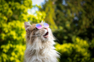 maine coon cat wearing sunglasses looking up in the sky making funny shocked face maine coon cat wearing sunglasses looking up in the sky making funny shocked face