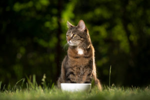 tabby cat sitting behind dish outdoors waiting for food tabby cat sitting behind dish outdoors waiting for food