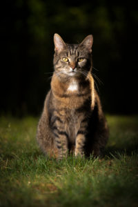 tabby shorthair cat sitting on lawn looking at camera tabby shorthair cat sitting on lawn looking at camera