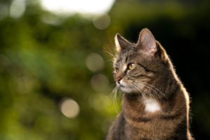 tabby shorthair cat in nature looking to the side with copy space tabby shorthair cat in nature looking to the side with copy space