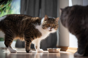 two cats standing next to peet food bowl looking at each other two cats standing next to peet food bowl looking at each other
