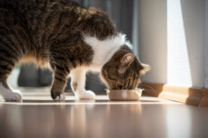 tabby white british shorthair cat eatnig pet food from bowl on the floor tabby white british shorthair cat eatnig pet food from bowl on the floor